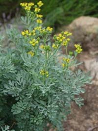 Ruta graveolens