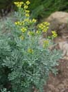 Ruta graveolens