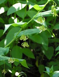 Streptopus amplexifolius