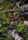 Thalictrum alpinum
