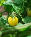 Cherry Tomato 'Coyote'