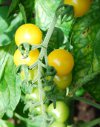 Cherry tomato 'Yellow Currant'