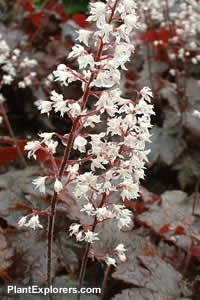 Heuchera micrantha var. diversifolia