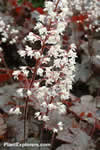 Heuchera micrantha var. diversifolia