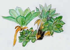 Pringlea antiscorbutica  
by PlantExplorers.com staff illustrator,
William Lovegrove