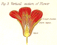 Flower section