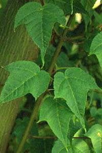 Acer pectinatum subsp forrestii
