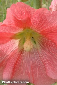 Alcea rosea 'pink'