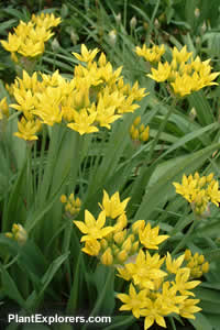 Allium moly