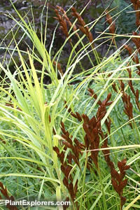 Carex muskingumensis