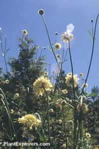 Cephalaria gigantea Cephalaria gigantea