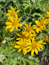 Eriophyllum lanatum