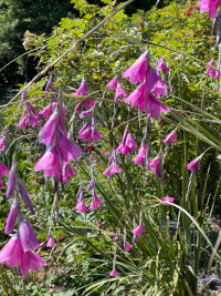 Dierama trichorhizum