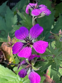 Geranium psilostemon