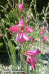 Gladiolus communis