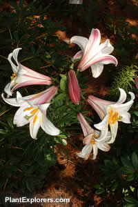 Lilium regale