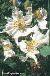 Meconopsis betonicifolia 'white'