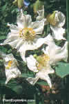 Meconopsis betonicifolia 'blanc'