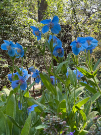 Meconopsis × sheldonii