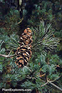 Pinus parviflora