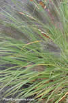 Pennisetum alopecuroides 'purpurescens'