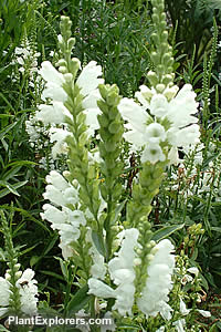 Physostegia virginiana 'alba'