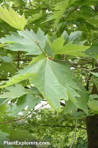 Platanus orientalis Platanus orientalis