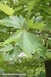 Platanus orientalis