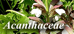 Acanthaceae