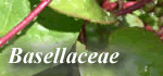 Basellaceae