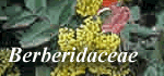 Berberidaceae