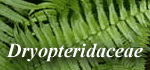 Dryopteridaceae