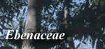 Ebenaceae