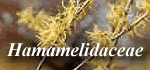 Hamamelidaceae
