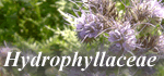 Hydrophyllaceae