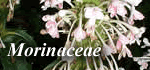 Morinaceae