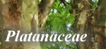 Platanaceae