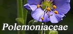 Polemoniaceae