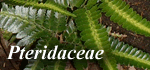 Pteridaceae