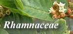 Rhamnaceae