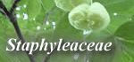Staphyleaceae