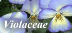 Violaceae