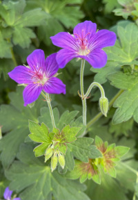 Geranium wlassovianum