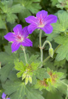 Geranium wlassovianum