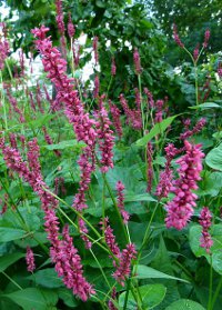 Persicaria amplexicaulis